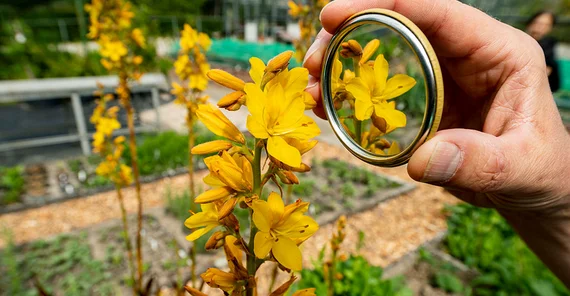 The marsh butterfly lily, native to South Africa, is unique: half of all plant individuals carry the pistil of the flowers bent to the right, the other half to the left.