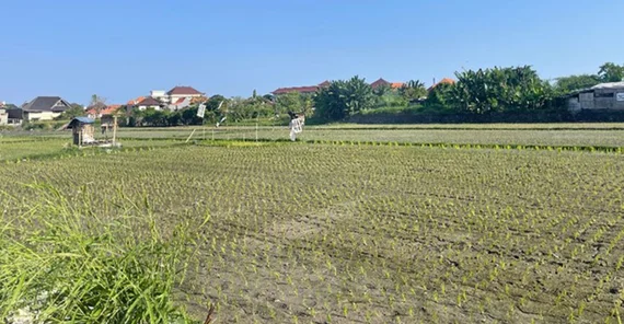 Reisfelder in Sanur.