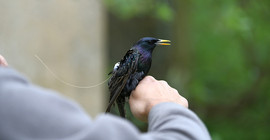 Ein junger Star, der mit einem Forschungssender ausgestattet ist, sitzt auf der Hand eines Menschen