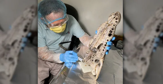 Schädel eines Seychellenkrokodils wird untersucht.