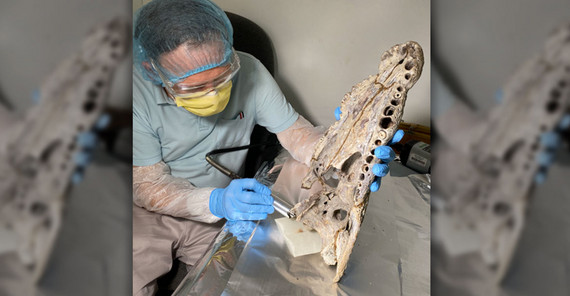 Schädel eines Seychellenkrokodils wird untersucht.