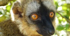 Foto: Lemur (Foto: Botanischer Garten)