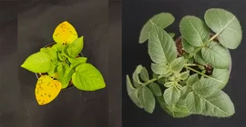 Two potato plants photographed side by side from above for comparison. The one on the left is small and has yellow leaves. The one on the right has large healthy green leaves.
