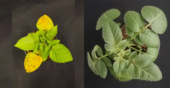 Zwei Kartoffelpflanzen zum Vergleich nebeneinander von oben fotografiert. Die linke ist klein und gelbblättrig. Die rechte hat große grüne Blätter.