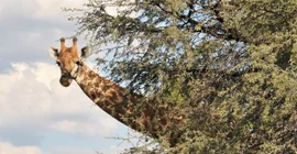 Foto von einer Giraffe