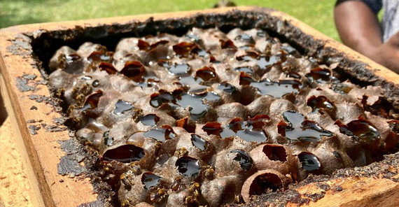 Stingless Bee Farm: Eine Wabe des Bienenstocks, aus dem wir direkt den Honig probieren