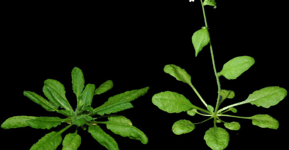 Foto zweier Pflanzen