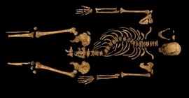 The skeleton of Richard III. Photo: University of Leicester.