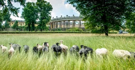 Pastures at Sanssouci Palace. Photo: Karla Fritze