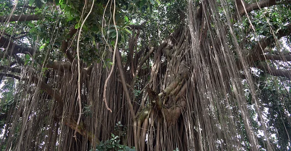 Auf dem Foto ist ein alter Gummibaum auf dem Gelände des Ashanti-Palastes zu sehen. Das Foto ist von Frithjoff Sonntag.
