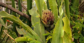 Sanseveria-Pflanze