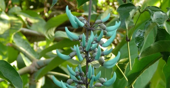 Jadewein (Strongylodon macrobotrys) (Foto: Michael Burkart)