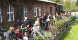 Menschen, die sich Pflanzen anschauen