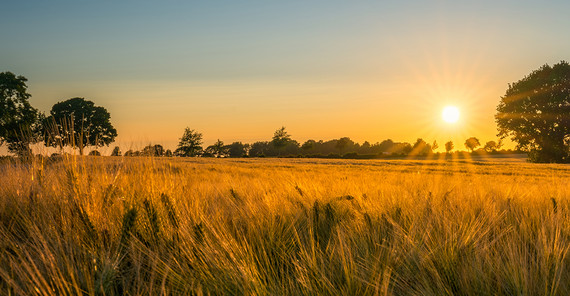 Gestenfeld mit untergehender Sonne