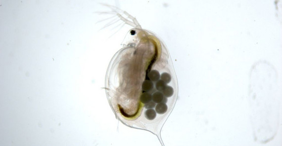 Wasserfloh Daphnia magna (Foto: Silvia Heim)