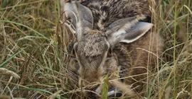 Foto vom Wildhasen. Foto: Carolin Scholz