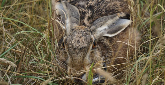 Foto vom Wildhasen. Foto: Carolin Scholz