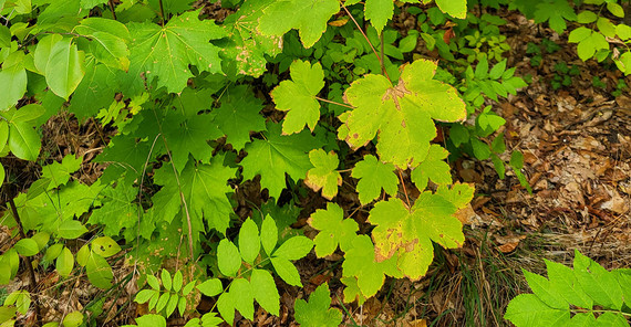 Abundant young stands of sycamore (Acer pseudoplatanus) – in this case alongside Norway maple (Acer platanoides)