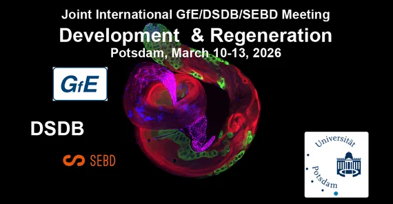 Einladungsdesgin: Joint International GfE/DSDB/SEBD Meeting/ Development & Regeneration/ Potsdam, March 10-13, 2026