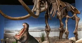 Szene in einem naturwissenschaftlichen Museum mit einem Flusspferd und einen Mammutskelett