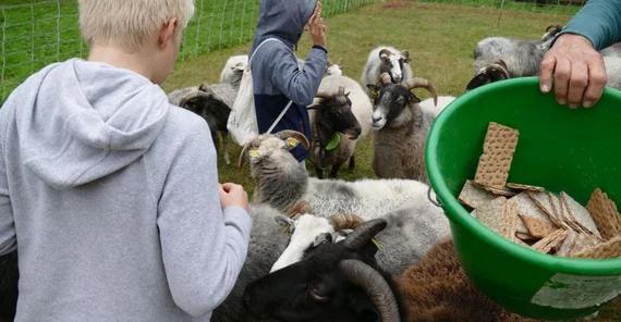 Das Bild zeigt die Kinder, die die Schafe mit Knäckebrot füttern. Das Bild ist von J. Potratz. Beim Anklicken öffnet sich das Foto im neuen Fenster