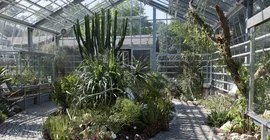 Im Gewächshaus des Botanischen Garten sind Sukkulenten zu sehen