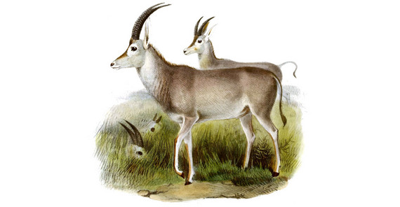 Zeichnung eines Blaubocks