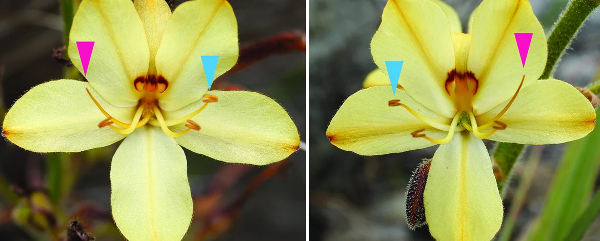Zwei Fotos von nahezu identischen Blüten, die spiegelbildlich angeordnete Griffel und Staubblätter haben. - 