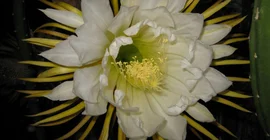 Königin der Nacht (Botanischer Garten)