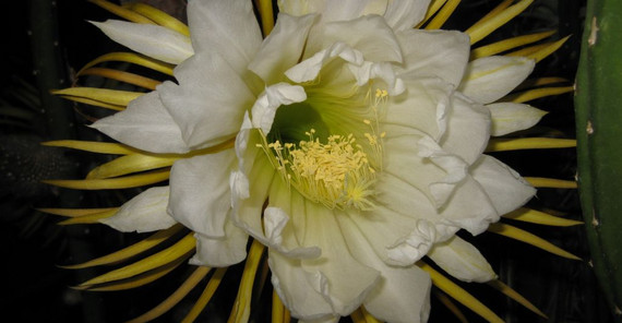 Königin der Nacht (Botanischer Garten)