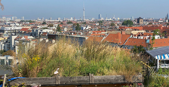 Grünfläche auf dem Kulturdachgarten Klunkerkranich.
