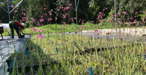 Blühende Pech-Nelken in der Anzucht auf dem Drachenberg am Botanischen Garten Potsdam