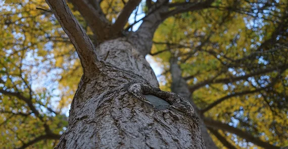 Aufnahme eines Baumes von unten / Nahaufnahme der Baumrinde