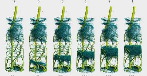 Die Lupinen werden im Zeitraffer beim Trinken dargestellt