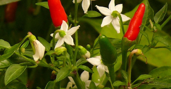 Chilipflanze (Botanischer Garten)