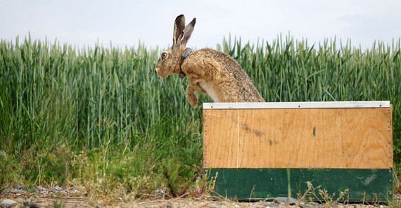 Mit Senderhalsband ausgestatteter Hase springt aus einer Transportbox. Mit Senderhalsband ausgestatteter Hase springt aus einer Transportbox.