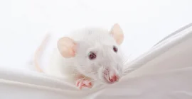 Lab mouse. Photo: Fotolia/Kirill Kurashov.
